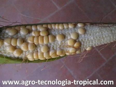 problemas de polinización en maíz por deficit de agua en la epoca de floración